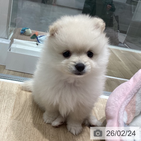 千葉県のポメラニアン (ペットプラス 木更津店/2025年12月20日生まれ/女の子/クリーム)の子犬の4枚目の画像