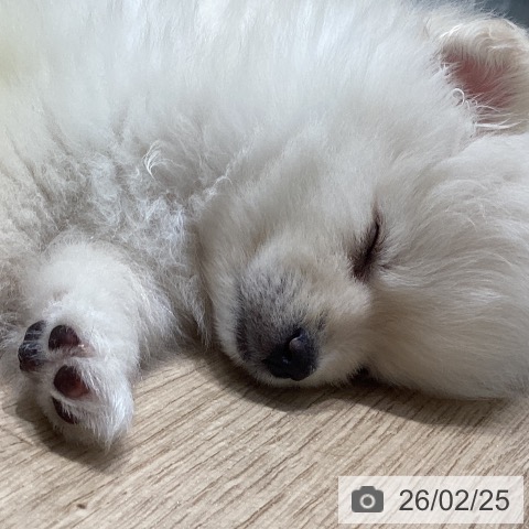 千葉県のポメラニアン (ペットプラス 木更津店/2025年12月20日生まれ/女の子/クリーム)の子犬の3枚目の画像