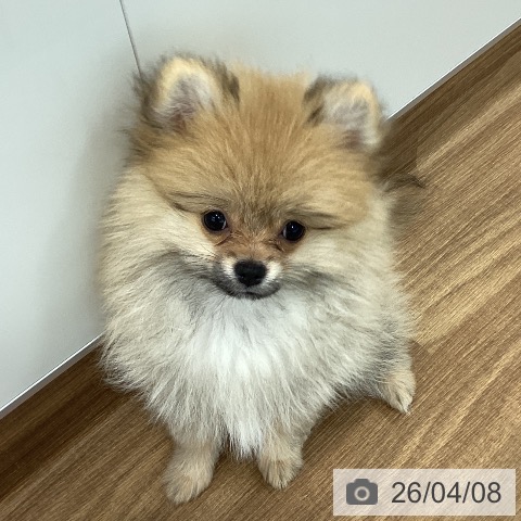 ポメラニアンの写真