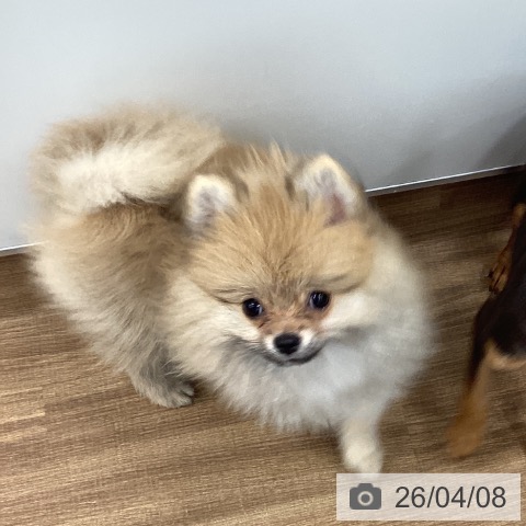 ポメラニアンの写真