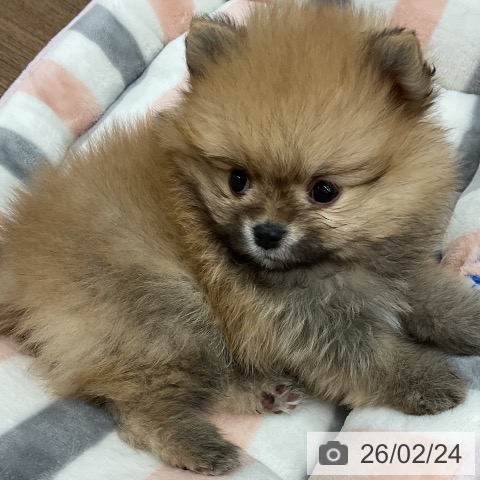 ポメラニアンの写真