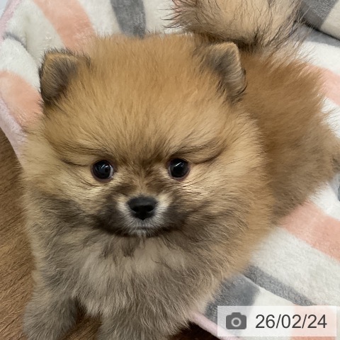 ポメラニアンの写真