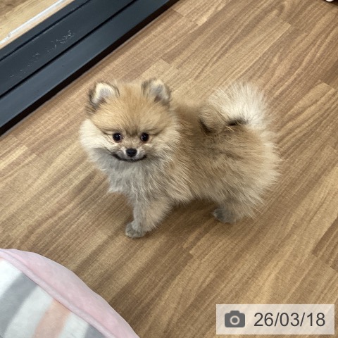 茨城県のポメラニアン (ペッツワン つくば店/2025年12月22日生まれ/女の子/オレンジ)の子犬の3枚目の画像
