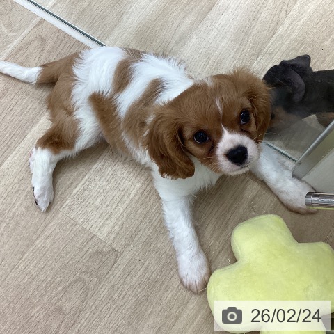 宮城県のキャバリアキングチャールズスパニエル (ペットプラス 仙台上杉店/2025年12月22日生まれ/男の子/ブレンハイム)の子犬の4枚目の画像