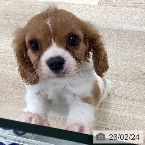 宮城県のキャバリアキングチャールズスパニエル (ペットプラス 仙台上杉店/2025年12月22日生まれ/男の子/ブレンハイム)の子犬の3枚目の画像