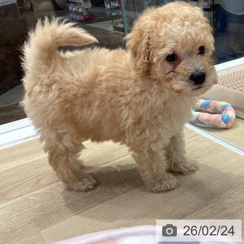 トイ・プードルの写真