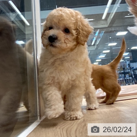 トイ・プードルの写真