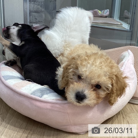 神奈川県のトイプードル(トイ) (ペットプラス 座間店/2025年12月19日生まれ/男の子/アプリコット)の子犬の4枚目の画像