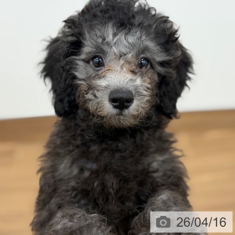 トイ・プードルの写真