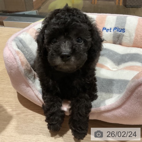 トイ・プードルの写真