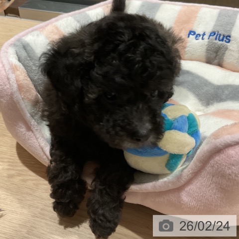 トイ・プードルの写真