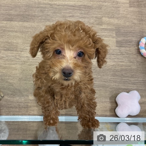 埼玉県のトイプードル(トイ) (ペッツワン 吉川美南店/2025年12月22日生まれ/男の子/レッド)の子犬の3枚目の画像