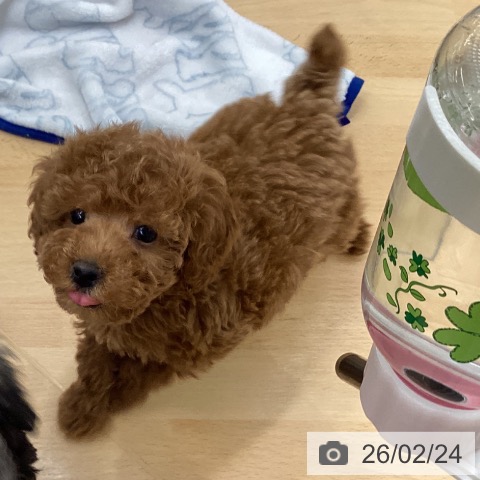 埼玉県のトイプードル(トイ) (ペットプラス 羽生店/2025年12月22日生まれ/男の子/レッド)の子犬の3枚目の画像