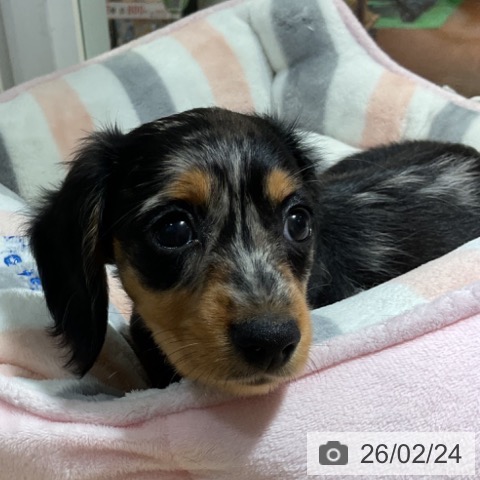 神奈川県のミニチュアダックスフンド(ロング) (ペットプラス 湘南平塚店/2025年12月19日生まれ/女の子/シルバーダップル)の子犬の3枚目の画像