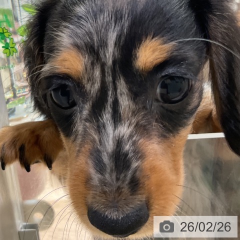 神奈川県のミニチュアダックスフンド(ロング) (ペットプラス 湘南平塚店/2025年12月19日生まれ/女の子/シルバーダップル)の子犬の4枚目の画像