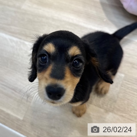 東京都のミニチュアダックスフンド(ロング) (ペットプラス アクアシティお台場店/2025年12月19日生まれ/女の子/ブラックタン)の子犬の4枚目の画像