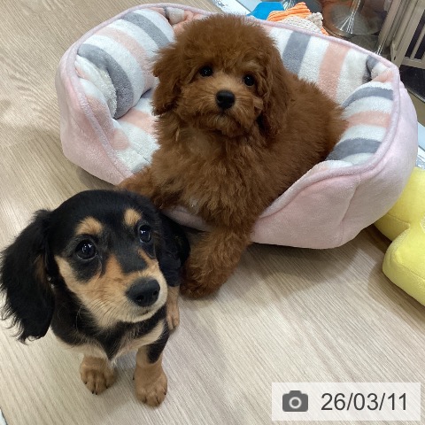 ミニチュア・ダックスフンドの写真