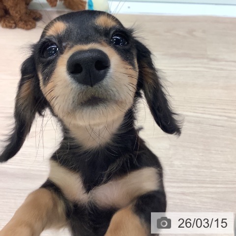 神奈川県のミニチュアダックスフンド(ロング) (ペットプラス 新百合丘店/2025年12月19日生まれ/女の子/ブラックタン)の子犬の4枚目の画像