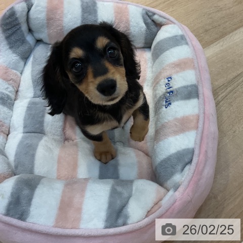 東京都のミニチュアダックスフンド(ロング) (ペットプラス アクアシティお台場店/2025年12月19日生まれ/女の子/ブラックタン)の子犬の3枚目の画像