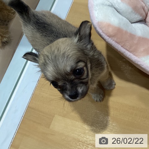 神奈川県のチワワ(ロング) (ペットプラス ビアレ横浜店/2025年12月21日生まれ/女の子/フォーン)の子犬の4枚目の画像