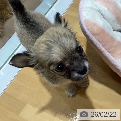 神奈川県のチワワ(ロング) (ペットプラス ビアレ横浜店/2025年12月21日生まれ/女の子/フォーン)の子犬の3枚目の画像