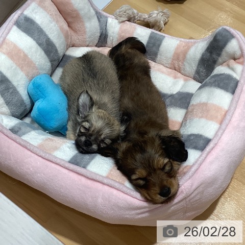 神奈川県のチワワ(ロング) (ペットプラス ビアレ横浜店/2025年12月21日生まれ/女の子/フォーン)の子犬の3枚目の画像