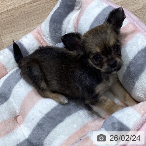 宮城県のチワワ(ロング) (ペットプラス 名取店/2025年12月21日生まれ/女の子/セーブル)の子犬の3枚目の画像