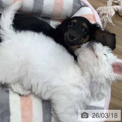 茨城県のミニチュアダックスフンド(ロング) (ペッツワン 阿見店/2025年12月22日生まれ/女の子/ブラックタン)の子犬の4枚目の画像