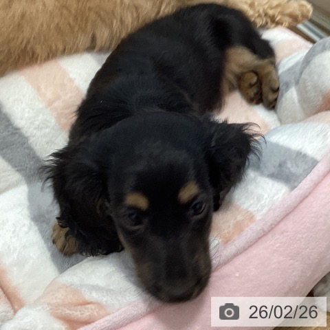 茨城県のミニチュアダックスフンド(ロング) (ペッツワン 阿見店/2025年12月22日生まれ/女の子/ブラックタン)の子犬の3枚目の画像