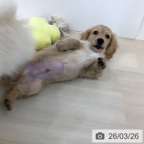 ミニチュア・ダックスフンドの写真