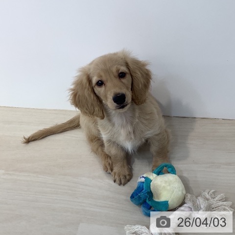 ミニチュア・ダックスフンドの写真