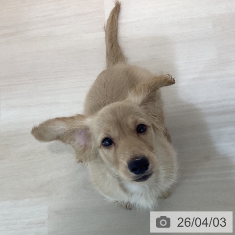 ミニチュア・ダックスフンドの写真