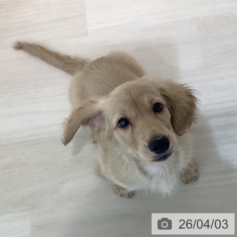 ミニチュア・ダックスフンドの写真