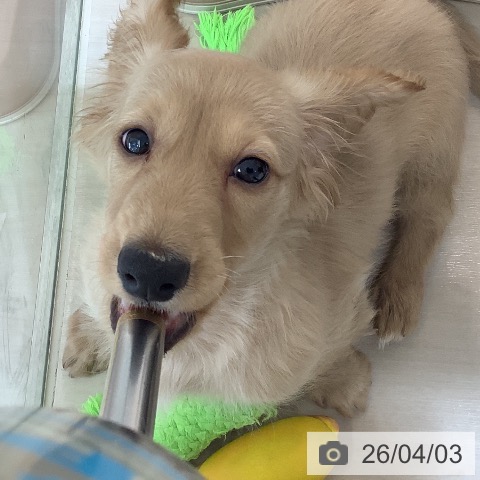 ミニチュア・ダックスフンドの写真