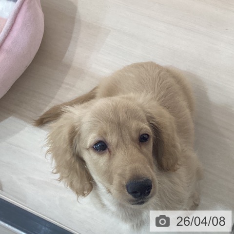 ミニチュア・ダックスフンドの写真