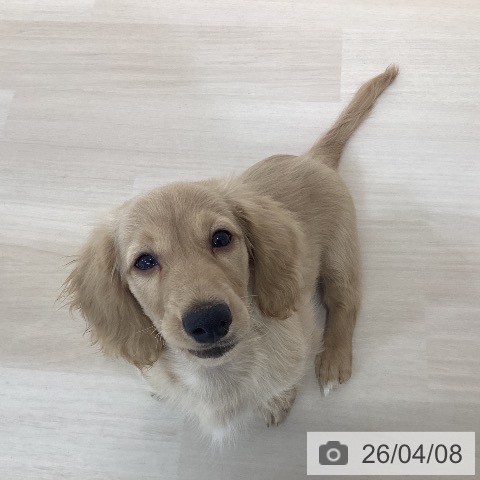 ミニチュア・ダックスフンドの写真