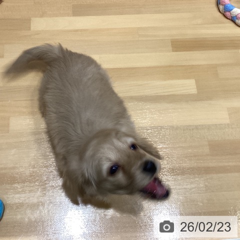 ミニチュア・ダックスフンドの写真