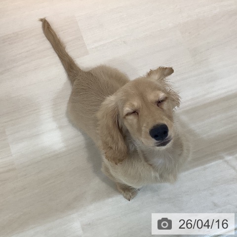 埼玉県のミニチュアダックスフンド(ロング) (ペットプラス クレアモール川越店/2025年12月20日生まれ/男の子/イエロー)の子犬の4枚目の画像