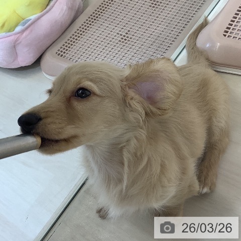 埼玉県のミニチュアダックスフンド(ロング) (ペットプラス クレアモール川越店/2025年12月20日生まれ/男の子/イエロー)の子犬の3枚目の画像