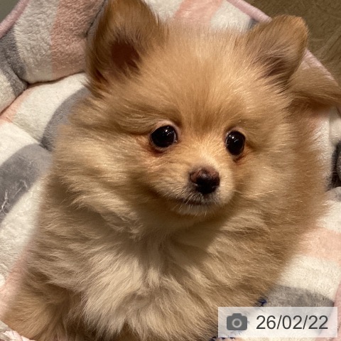 ポメラニアンの写真