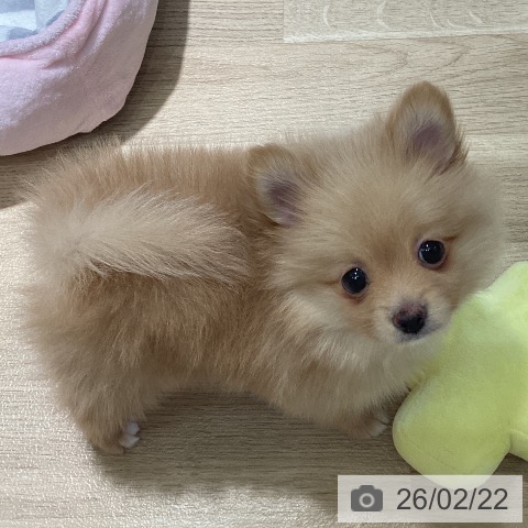 ポメラニアンの写真