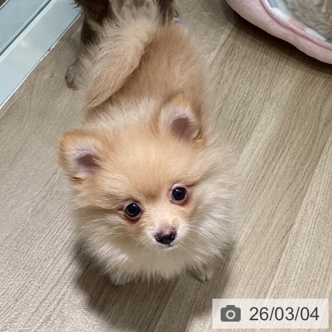 埼玉県のポメラニアン (ペットプラス イオンモール春日部店/2025年12月20日生まれ/男の子/オレンジ)の子犬の3枚目の画像