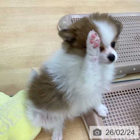 埼玉県のポメラニアン (ペットプラス 羽生店/2025年12月20日生まれ/男の子/パーティーカラー)の子犬の4枚目の画像