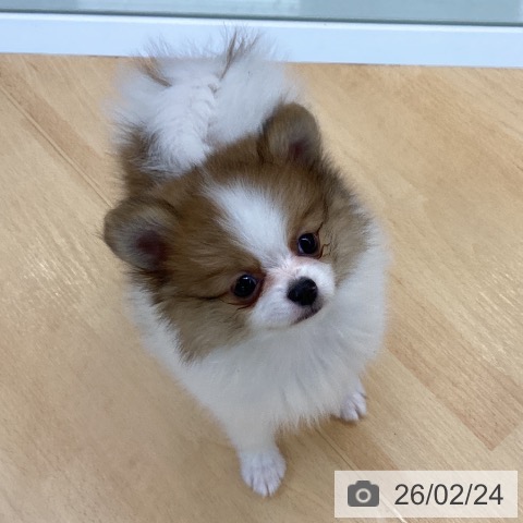 埼玉県のポメラニアン (ペットプラス 羽生店/2025年12月20日生まれ/男の子/パーティーカラー)の子犬の3枚目の画像