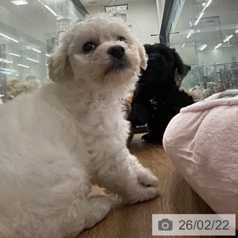 ビション・フリーゼの写真