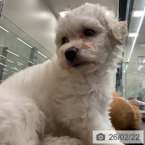 ビション・フリーゼの写真