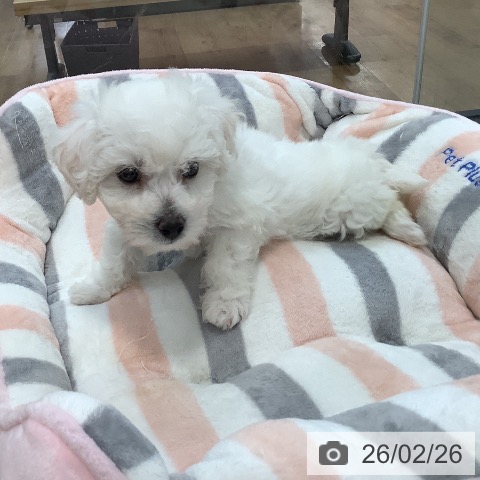 茨城県のビションフリーゼ (ペッツワン 阿見店/2025年12月20日生まれ/女の子/ホワイト)の子犬の3枚目の画像