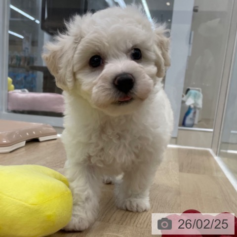 神奈川県のビションフリーゼ (ペットプラス 相模原並木店/2025年12月20日生まれ/女の子/ホワイト)の子犬の4枚目の画像