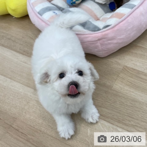 神奈川県のビションフリーゼ (ペットプラス 相模原並木店/2025年12月20日生まれ/女の子/ホワイト)の子犬の4枚目の画像