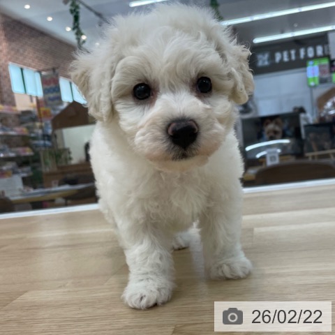 ビション・フリーゼの写真